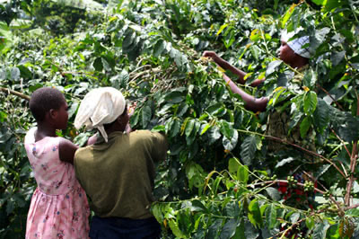 Coffee Farmers in Uganda