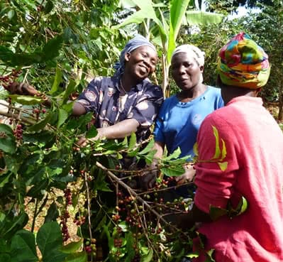 women picking coffee in Uganda